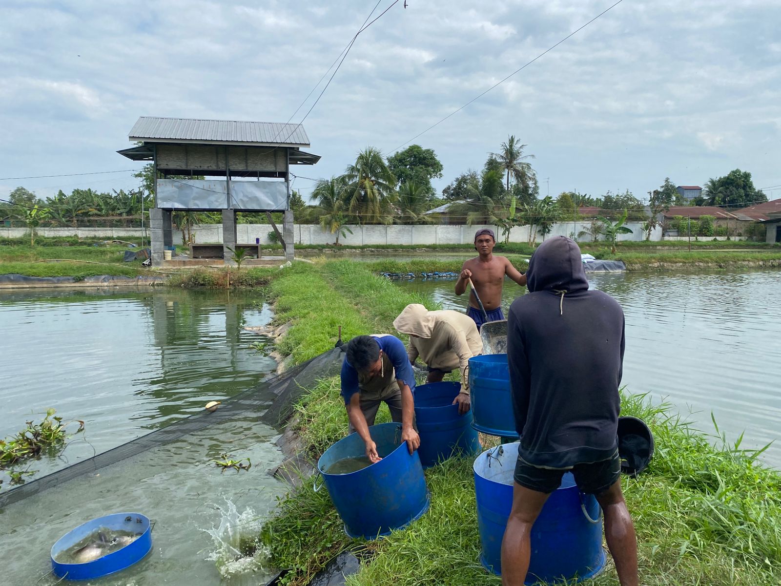 Tambak Ikan